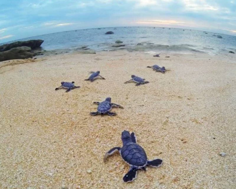 turtle2