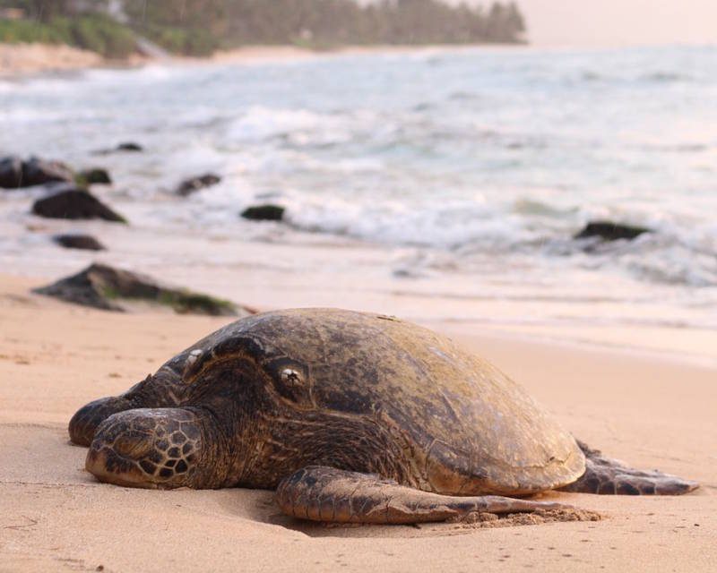 turtle3