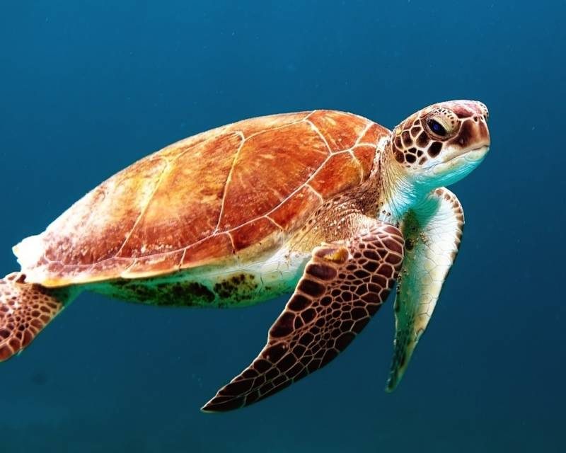 turtle4