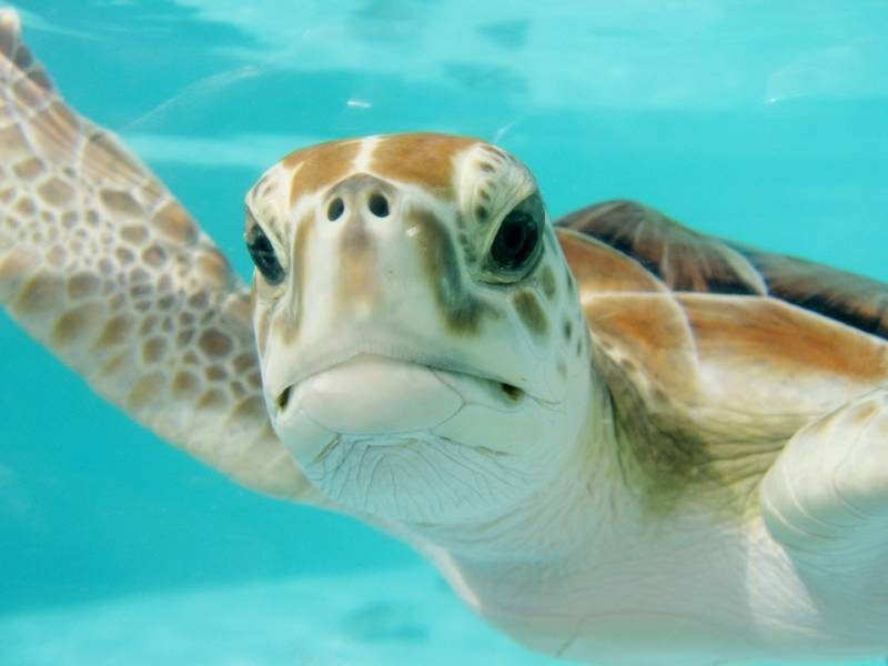 turtle5