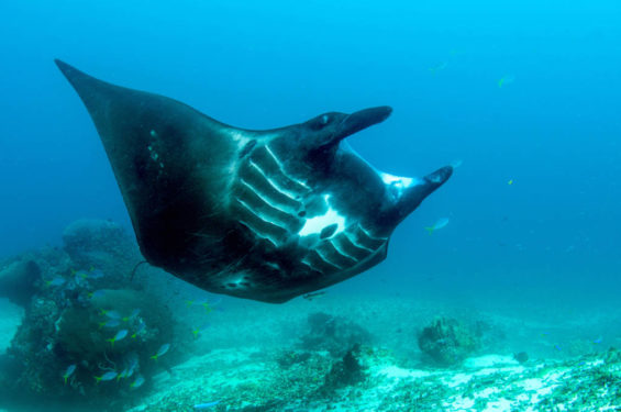 manta1